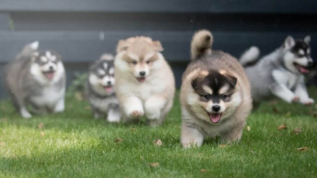 Unveiling the Most Popular and Unique Breeds of Puppies for Sale